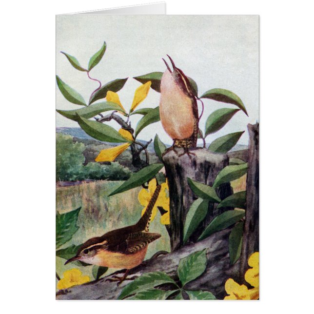 Carolina-Zaunkönige und gelbes Jessamine (Vorne)