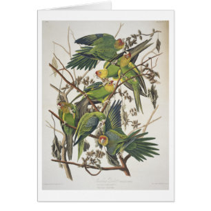 CarolinaParakeet, "von den Vögeln von Amerika",