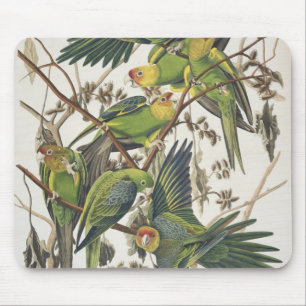 CarolinaParakeet, "von den Vögeln von Amerika", Mousepad