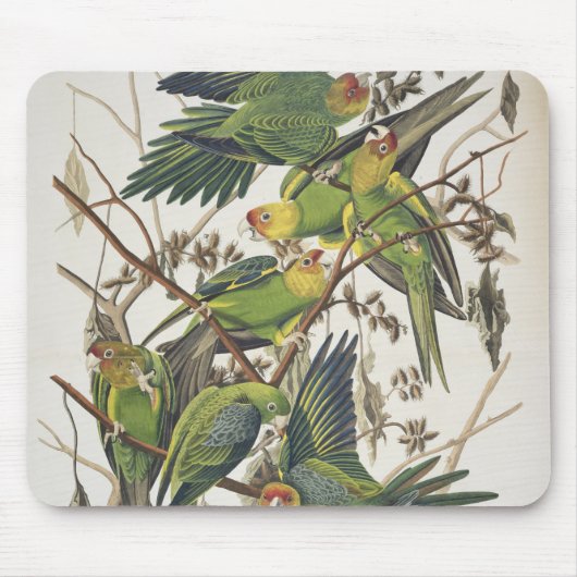 CarolinaParakeet, "von den Vögeln von Amerika", Mousepad (Vorne)
