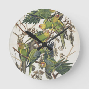CarolinaParakeet, "von den Vögeln von Amerika", Runde Wanduhr