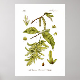 Carpinus Betulus (europäischer Hornbeam) Poster