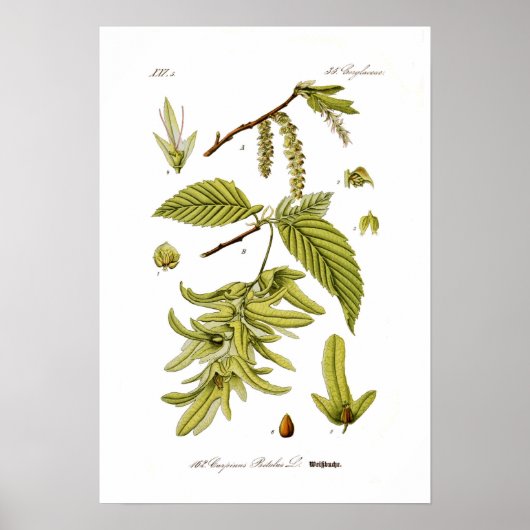 Carpinus betulus (Europäischer Hornstrahl) Poster (Vorne)