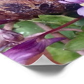 Carred Muschel Poster (Ecke)