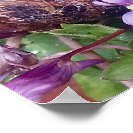 Carred Muschel Poster (Ecke)