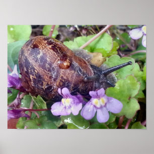 Carred Muschel Poster