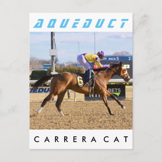 Carrera Cat Postkarte (Vorderseite)