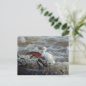 CARRIBEAN BIRD POSTCARD #1 POSTKARTE (Stehend Vorderseite)