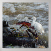 CARRIBEAN BIRD POSTER (Vorne)