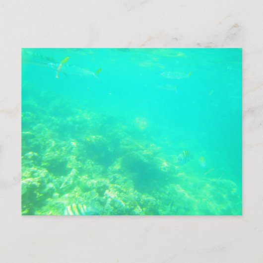 CARRIBEAN SEA POSTCARD 12 POSTKARTE (Vorderseite)