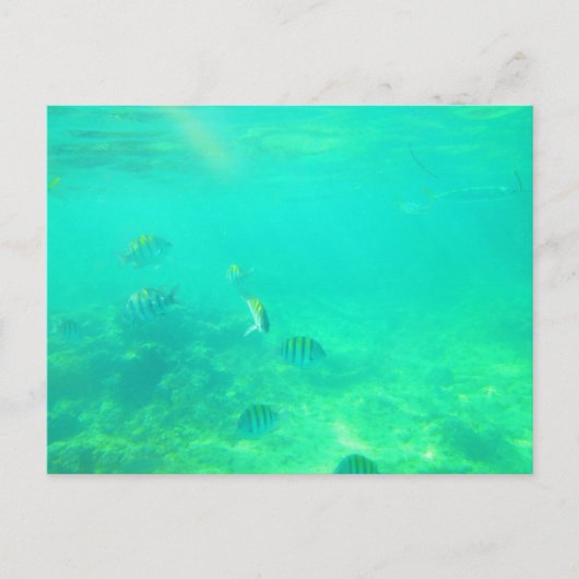 CARRIBEAN SEA POSTCARD 14 POSTKARTE (Vorderseite)