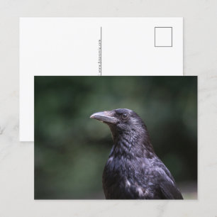Carrier Crow Nature Foto Feiertagspostkarte