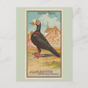Carrier Pigeon Postkarte