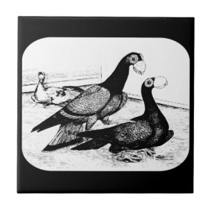 Carrier Pigeons Loft Scene 1980 Fliese