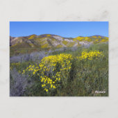 Carrizo Schlichte Wildblumen Postkarte (Rückseite)