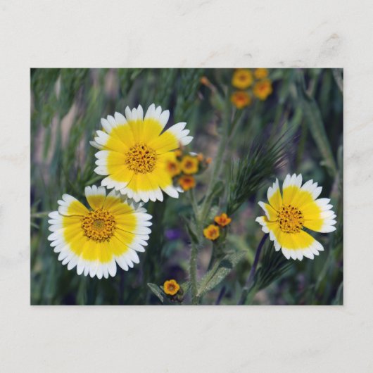 Carrizo Schlichte Wildblumen Postkarte (Vorderseite)