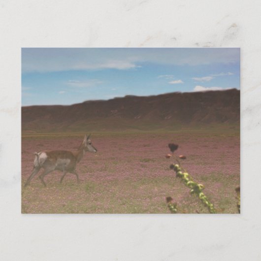 Carrizo Schlichtes Nationaldenkmal Postkarte (Vorderseite)