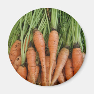 Carrot Magnet