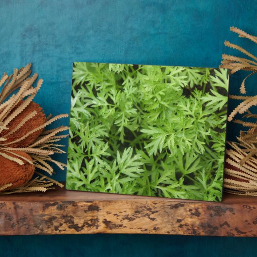 Carrot Tops Plaque Fotoplatte (Seite)