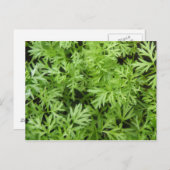 Carrot Tops Postcard Postkarte (Vorne/Hinten)