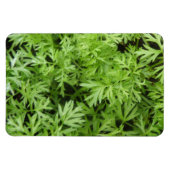 Carrot Tops Premium Magnet (Horizontal)