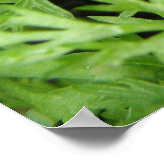 Carrot Tops Print Poster (Ecke)