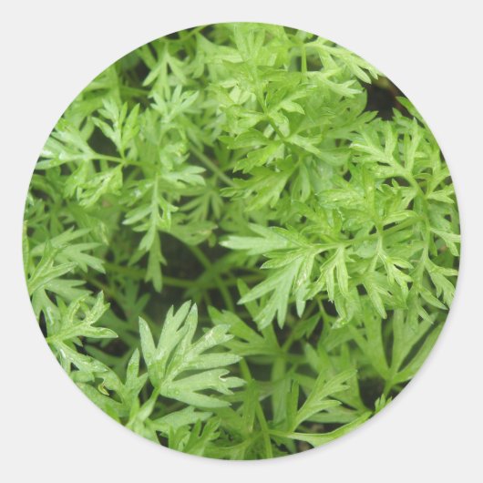 Carrot Tops Stickers (Vorderseite)