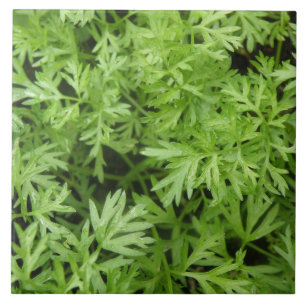 Carrot Tops Tile Fliese