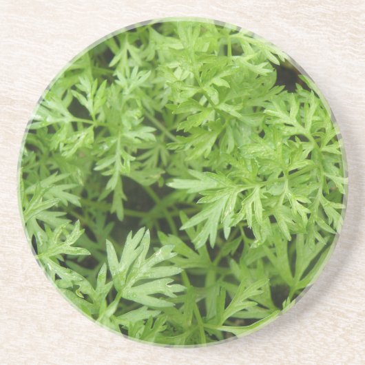 Carrot Tops Untersetzer (Vorne)