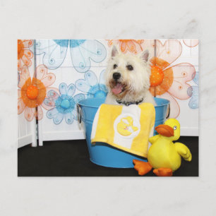 Carson - West Highland Terrier -6 Postkarte