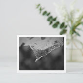 Cartão Postal - Folha teia (Nº 1) Postkarte (Stehend Vorderseite)