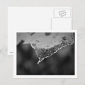 Cartão Postal - Folha teia (Nº 1) Postkarte (Vorne/Hinten)