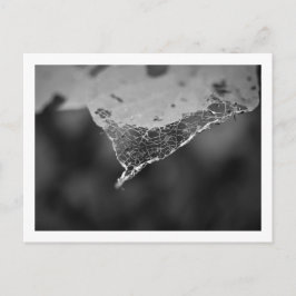 Cartão Postal - Folha teia (Nº 1) Postkarte