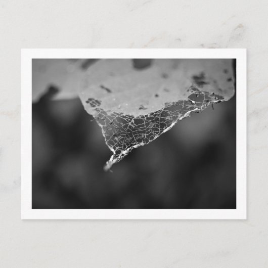 Cartão Postal - Folha teia (Nº 1) Postkarte (Vorderseite)