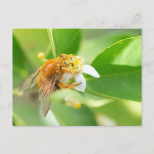 Cartão Postal Mangangá Postkarte