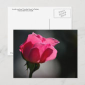 Cartão Postal - Rosa (Casa das Rosas)|Nº5 Postkarte (Vorne/Hinten)