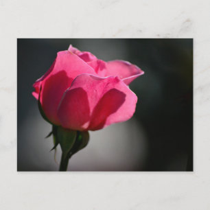 Cartão Postal - Rosa (Casa das Rosas) Nº5 Postkarte