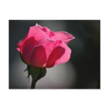 Cartão Postal - Rosa (Casa das Rosas)|Nº5