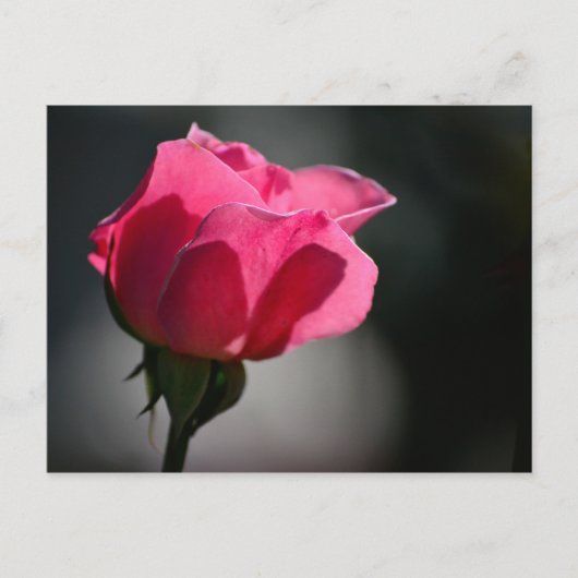 Cartão Postal - Rosa (Casa das Rosas)|Nº5 Postkarte (Vorderseite)