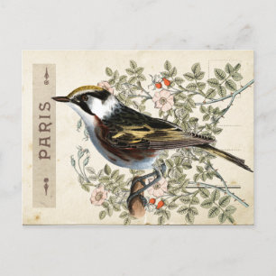 Carte Postale Bird Set 2 von 4 (Paris Rose Bird) Postkarte
