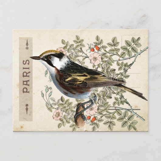 Carte Postale Bird Set 2 von 4 (Paris Rose Bird) Postkarte (Vorderseite)