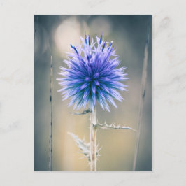 Carte postale Chardon bleu Postkarte