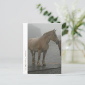 Carte postale cheval sous la pluie postkarte (Stehend Vorderseite)