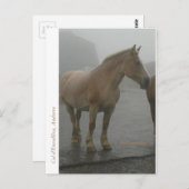 Carte postale cheval sous la pluie postkarte (Vorne/Hinten)