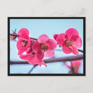 Carte postale Cognassier du Japon Postkarte