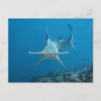 Carte postale Haifisch, Hammerhead ハ, ヘ ド. Postkarte