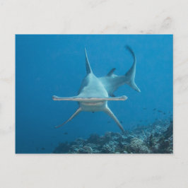 Carte postale Haifisch, Hammerhead ハ, ヘ ド. Postkarte