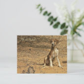 Carte postale Idi du Sahel Postkarte (Stehend Vorderseite)