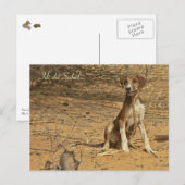Carte postale Idi du Sahel Postkarte (Vorne/Hinten)