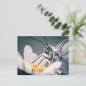 Carte postale papillon Gazé Postkarte (Stehend Vorderseite)